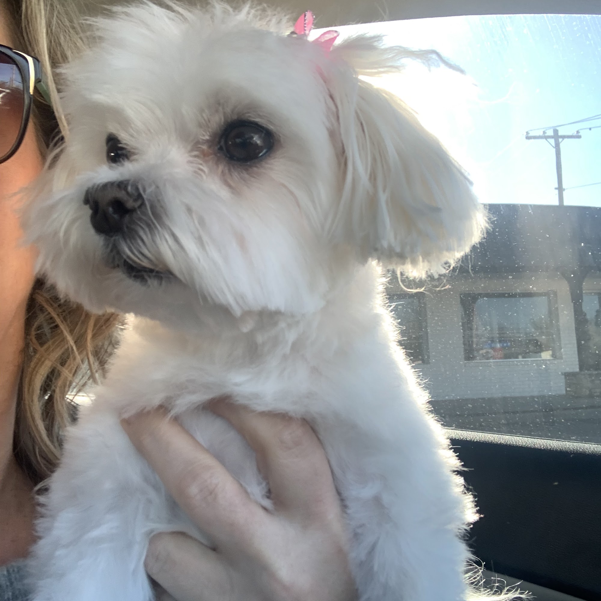 Hope & Friends Pet Grooming Broken Arrow