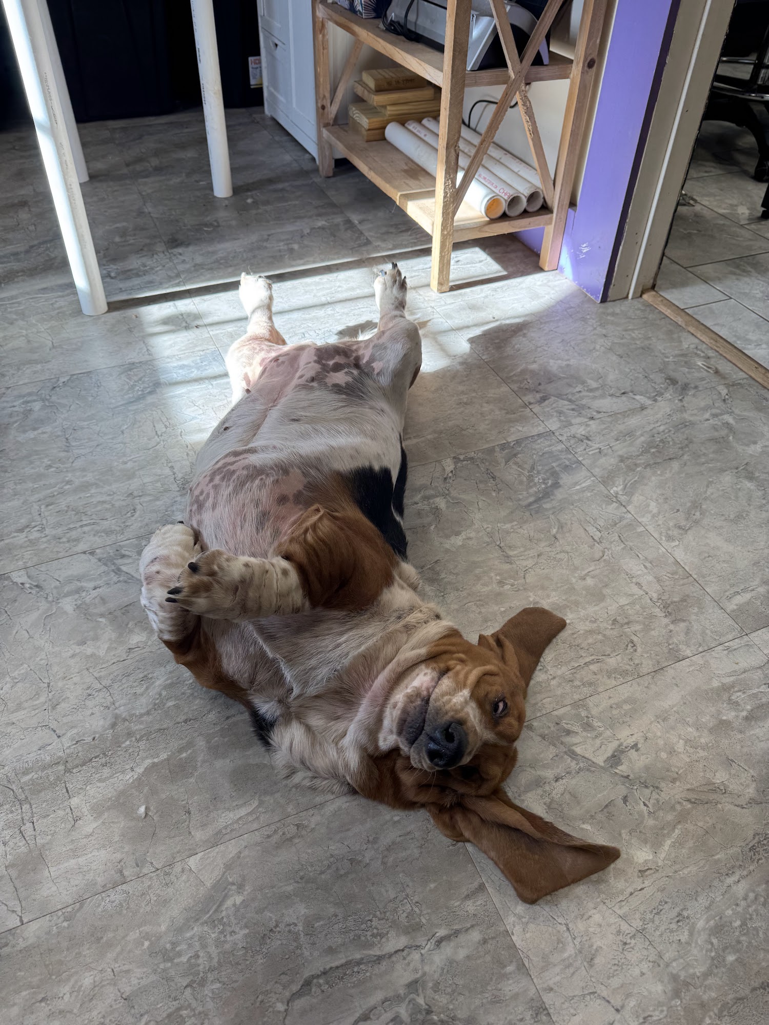 Doggie Day Spa and Resort Broken Arrow