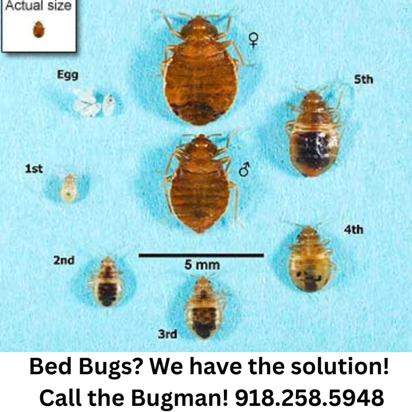 Bugman Pest Control
