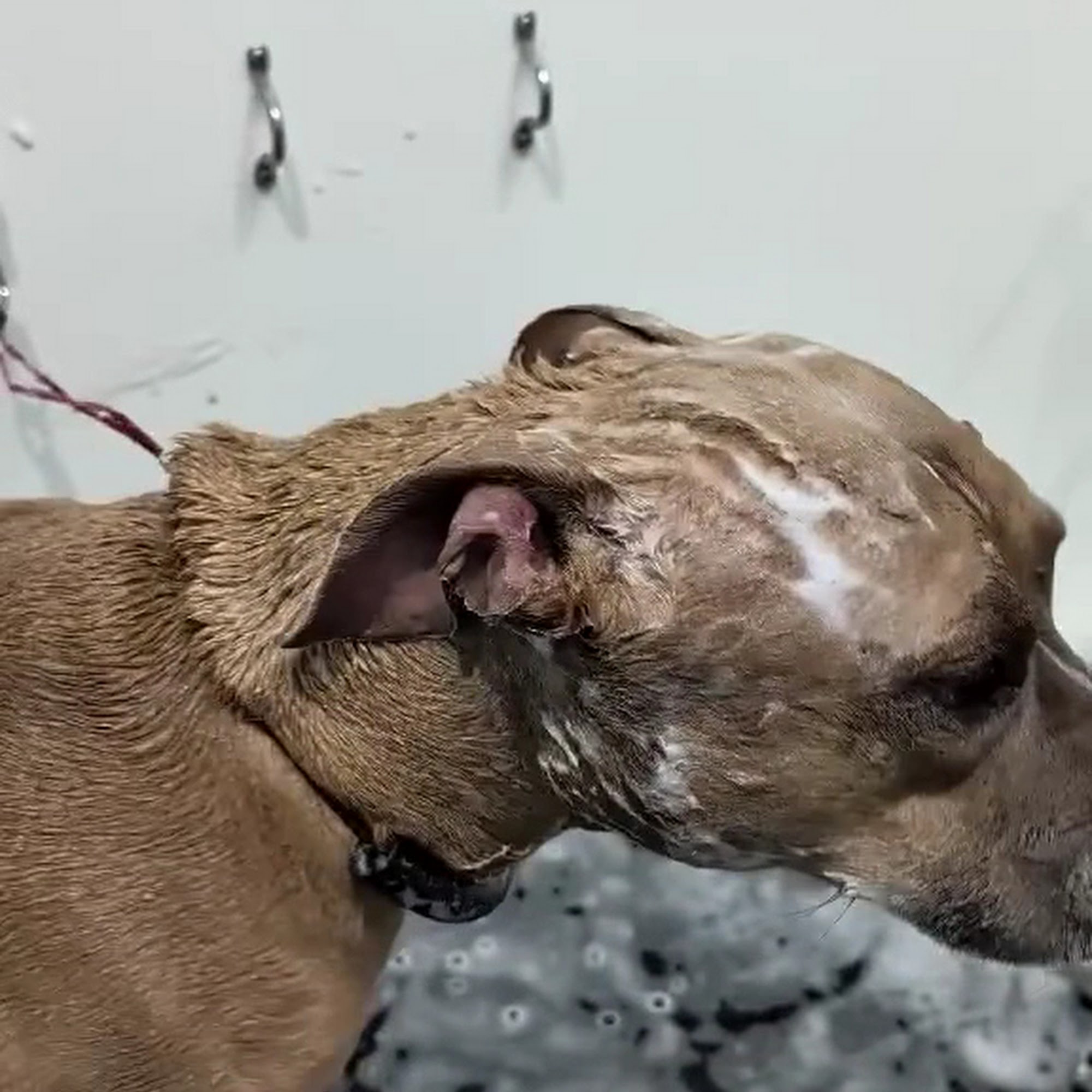 Clean Paws Grooming and Dogwash Broken Arrow