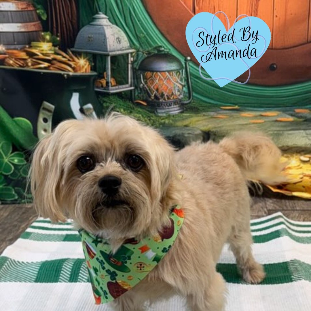 Clean Paws Grooming and Dogwash Broken Arrow