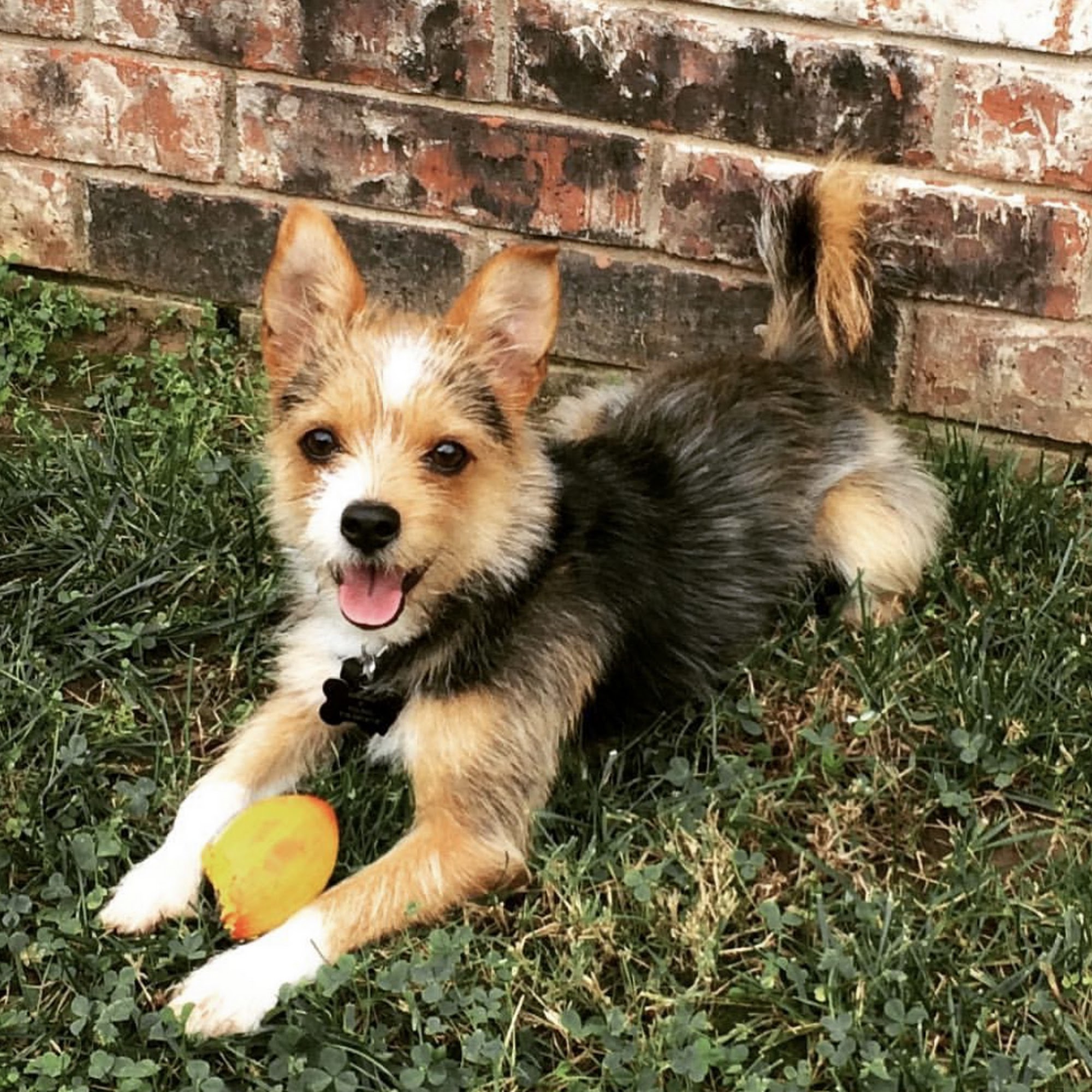 Doggone Cute Grooming Broken Arrow