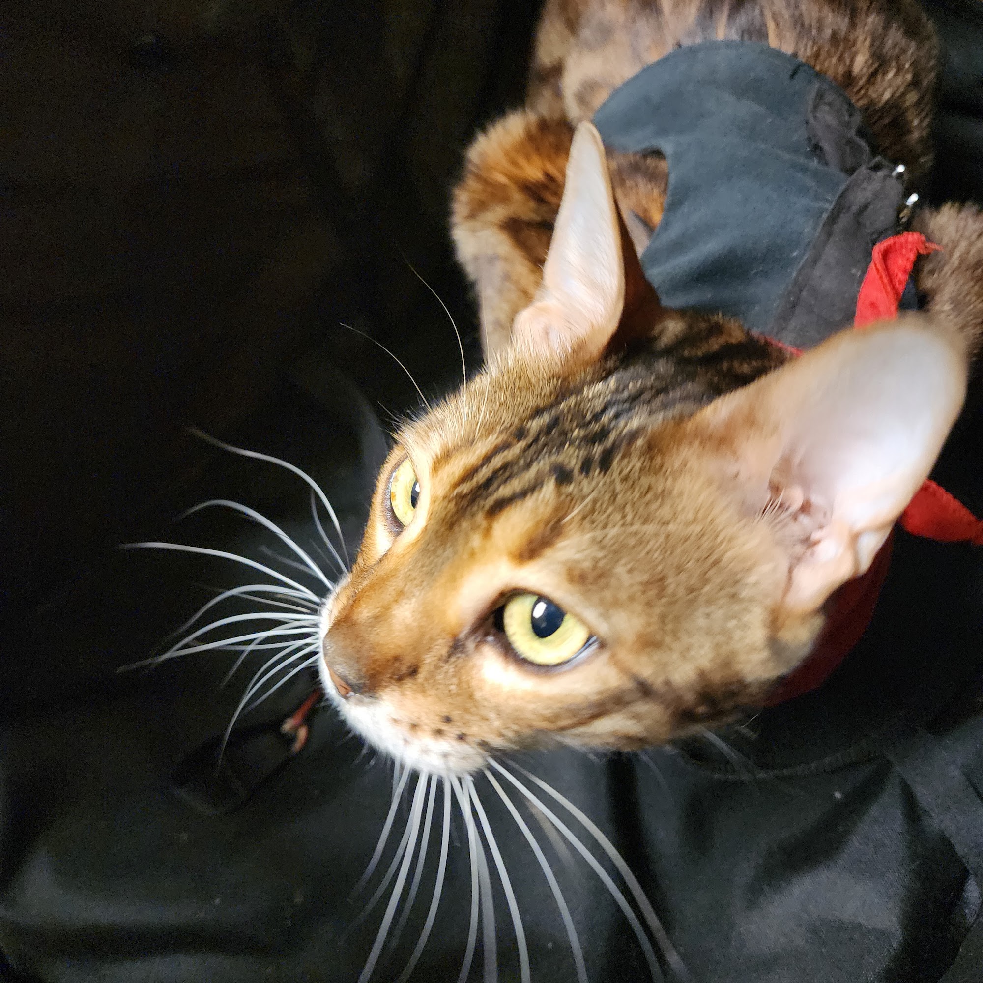 Pratt Veterinary Services Broken Bow