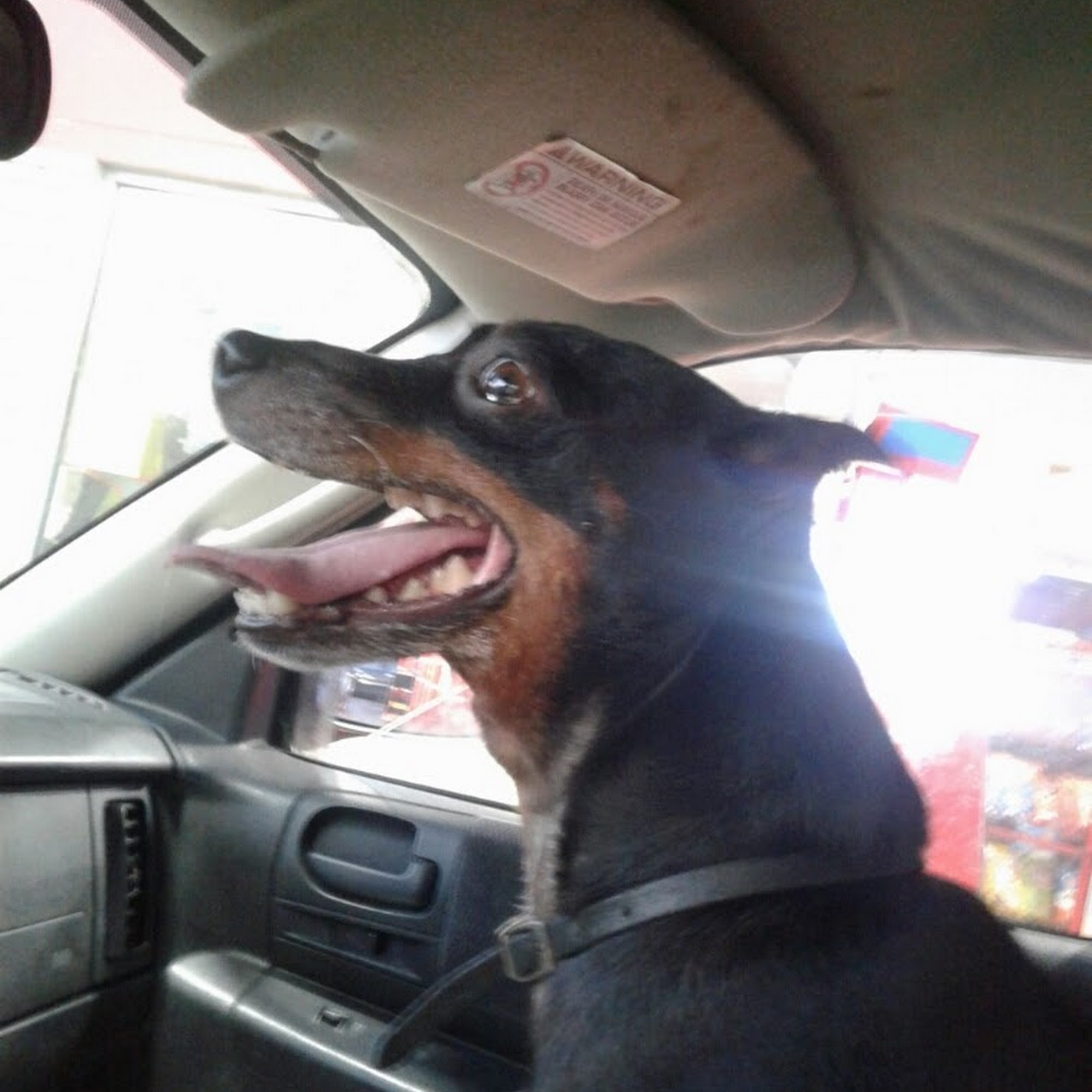 Catoosa Small Animal Hospital: Embry Laura DVM Catoosa