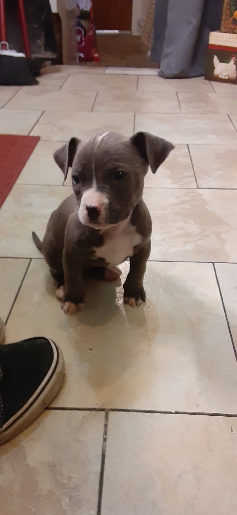 Glover Veterinarian Services Checotah