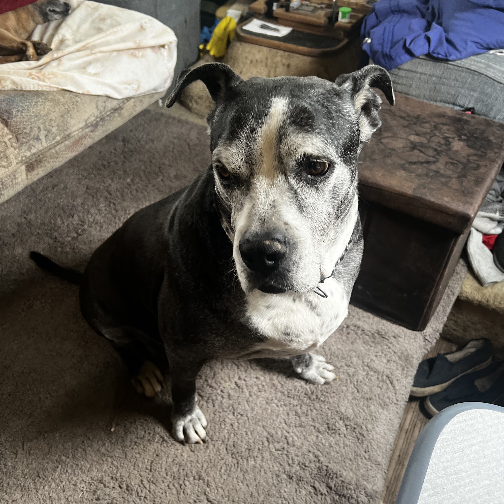 Glover B K DVM Checotah