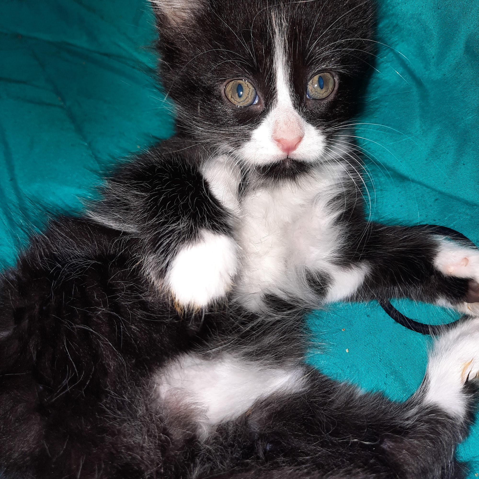 Pet Medical Center Chickasha