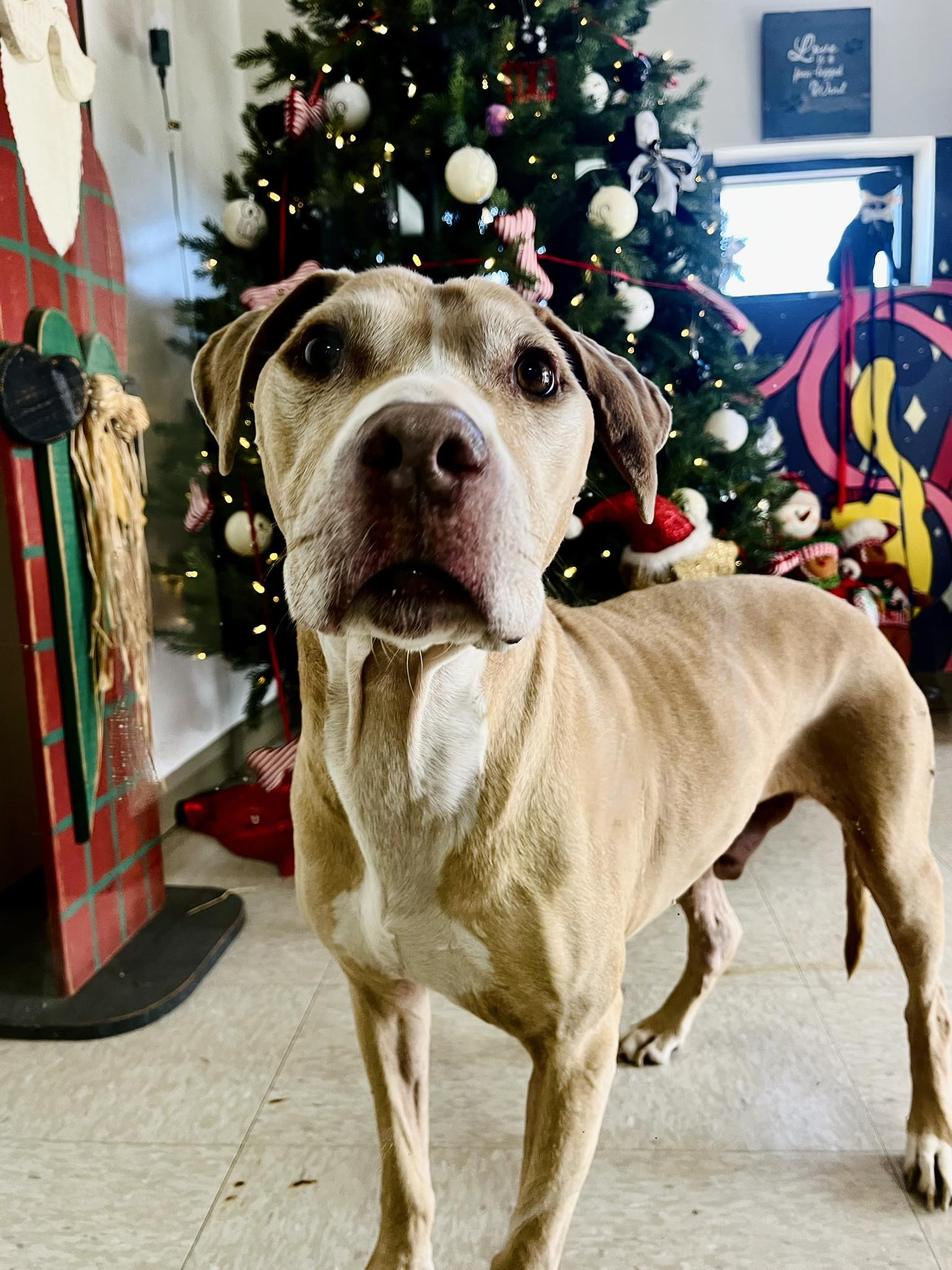 Animal Solutions of Oklahoma Chickasha Oklahoma 