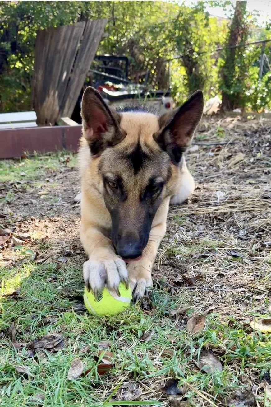 Paws 4 Purpose, K9 Training LLC Choctaw