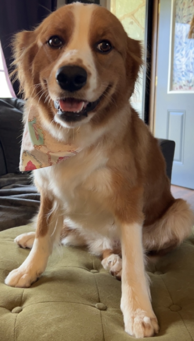 Dirty dogs wash and grooming LLC Choctaw
