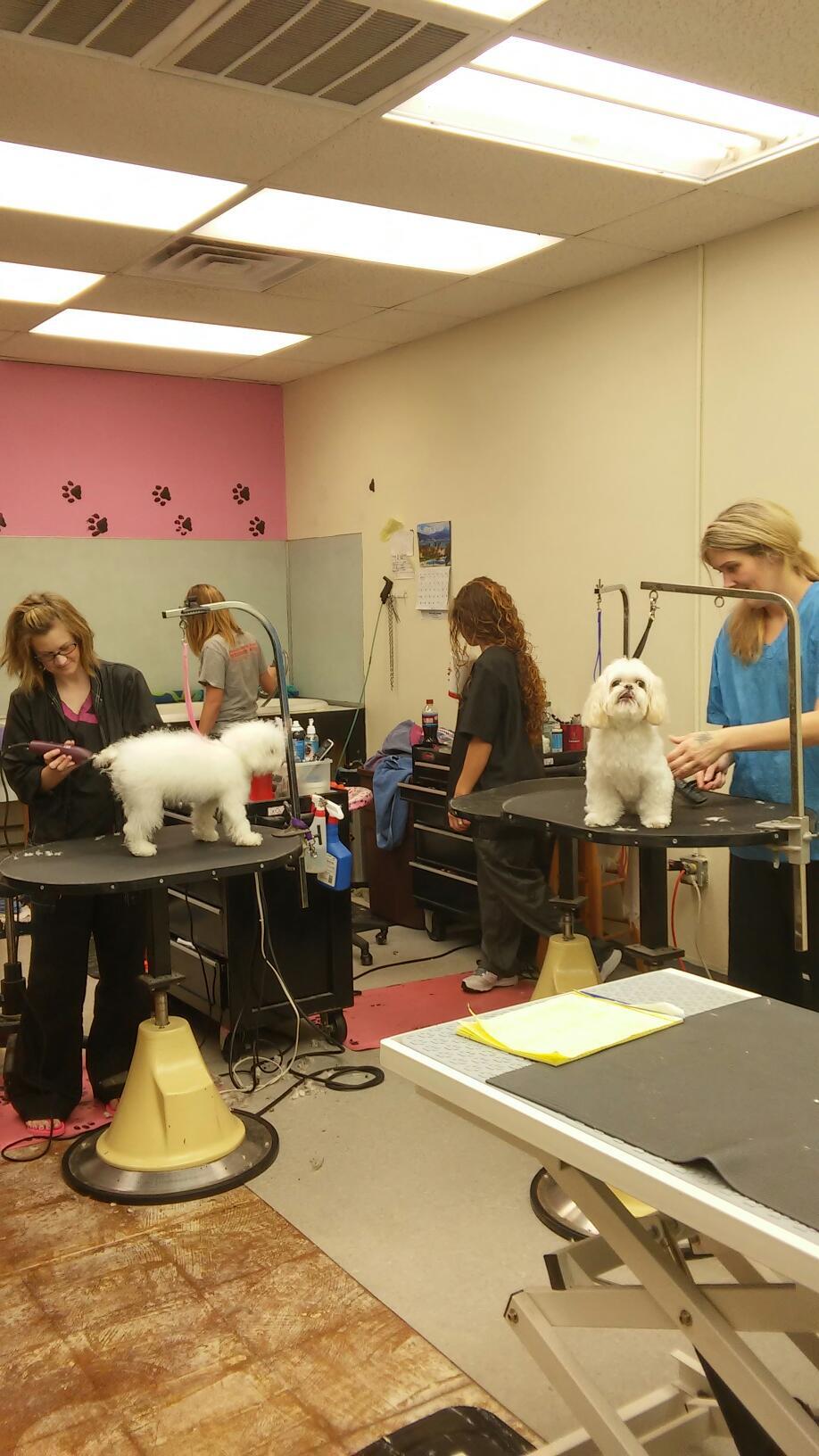 Clips and Bows Pets Grooming Claremore