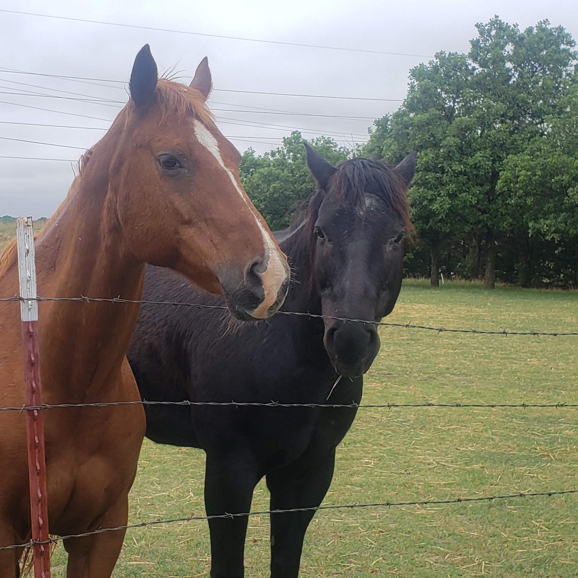 Clinton Animal Hospital Clinton