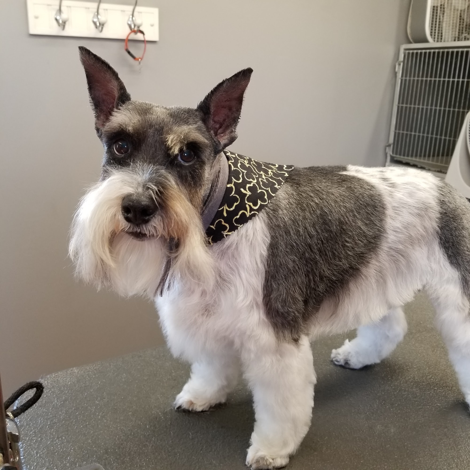 Barkingham Palace Collinsville