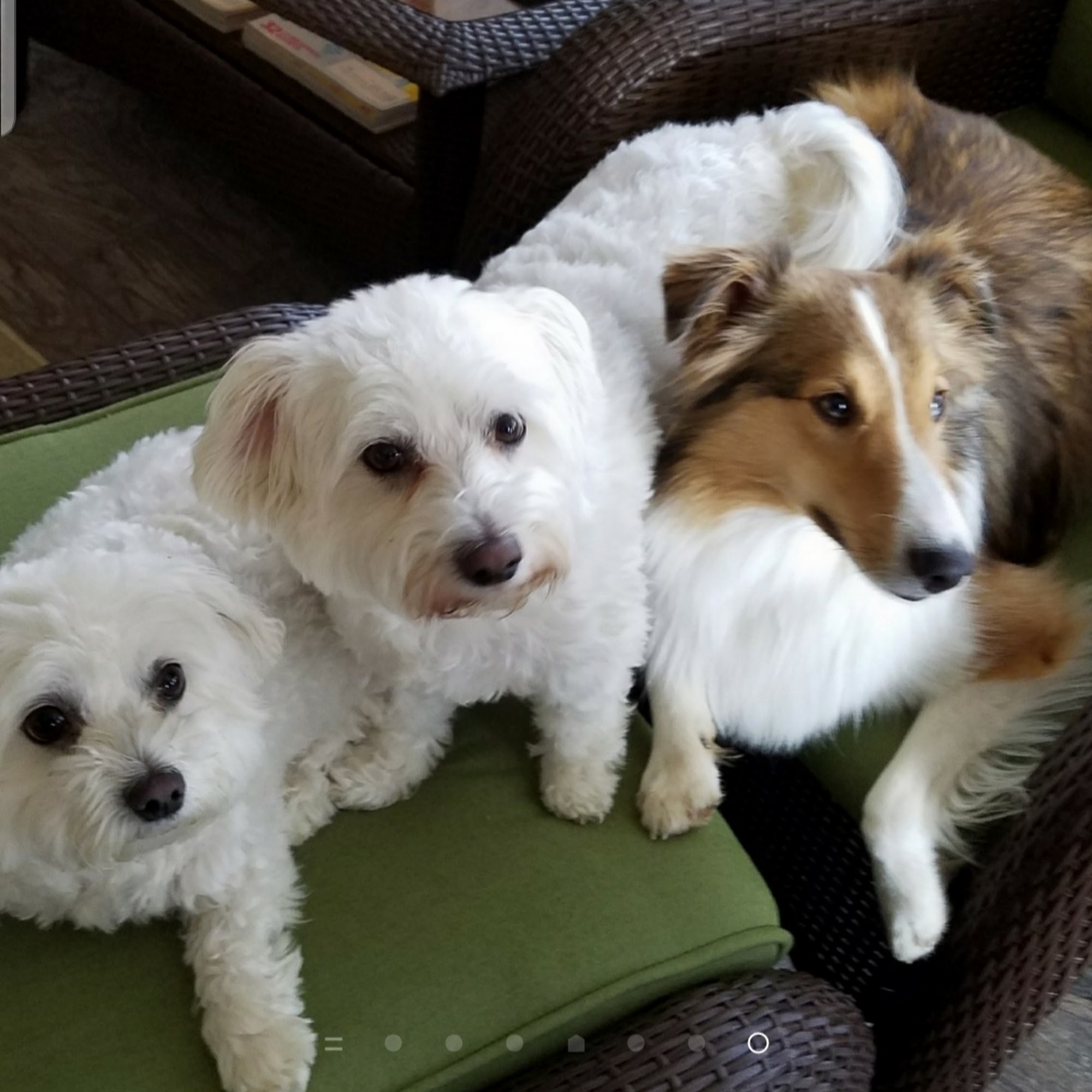 GracieLand Pet Resort Collinsville