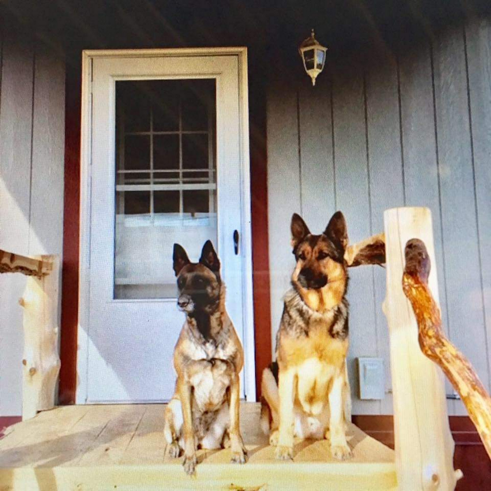 All Breeds Dog Academy Coweta