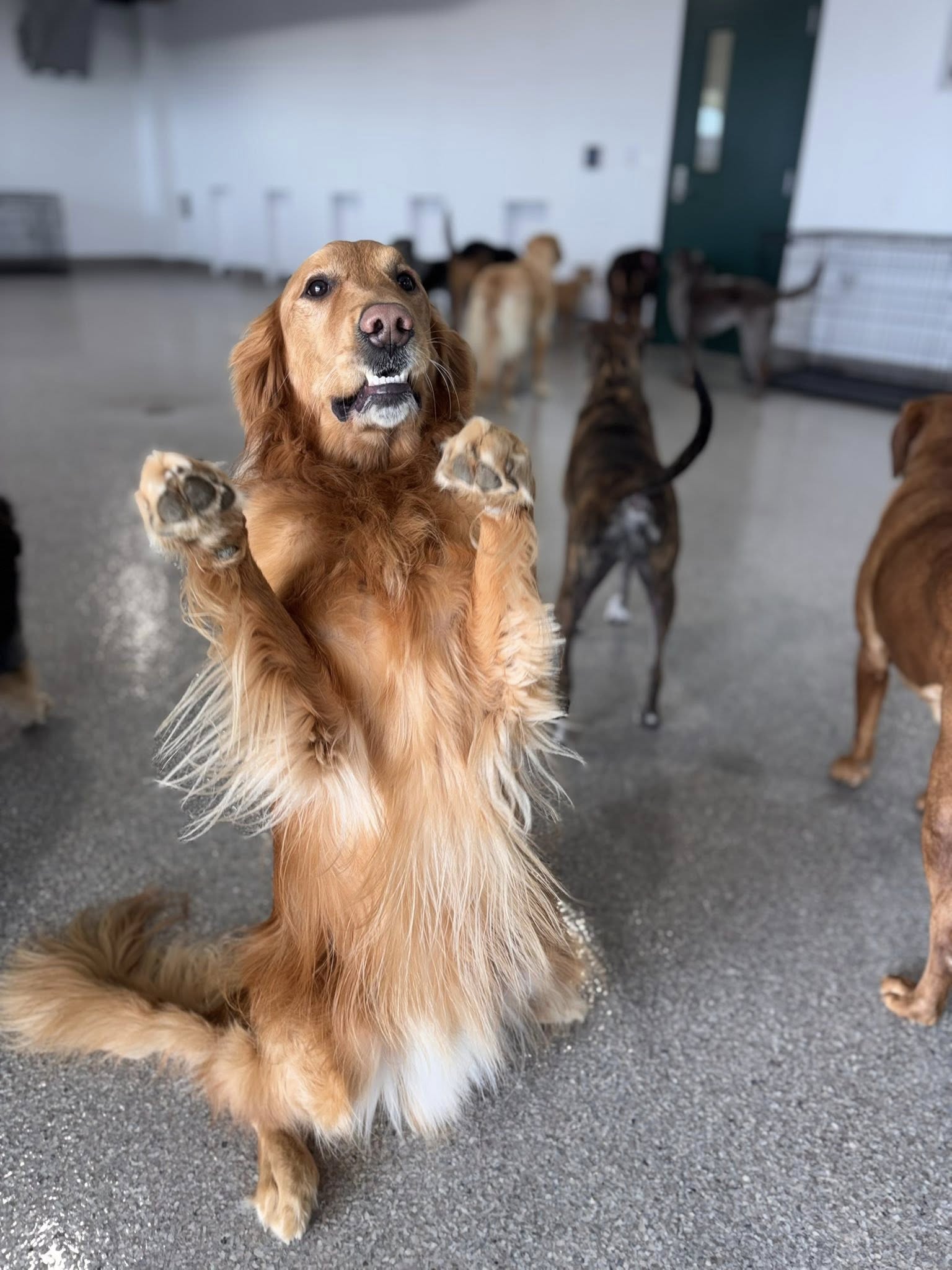 Broken Arrow Pet Resort & Spa Coweta