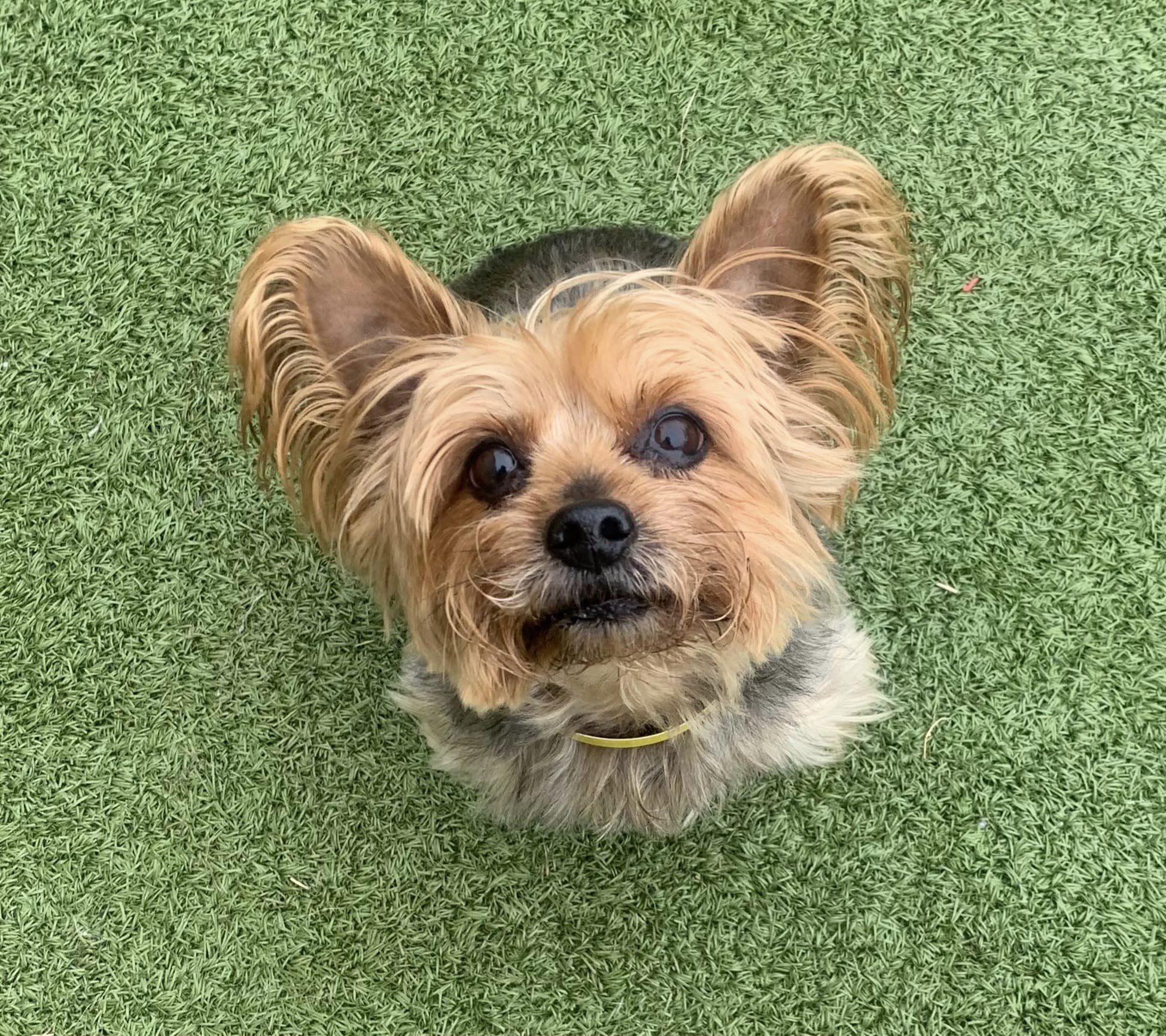 Broken Arrow Pet Resort & Spa Coweta