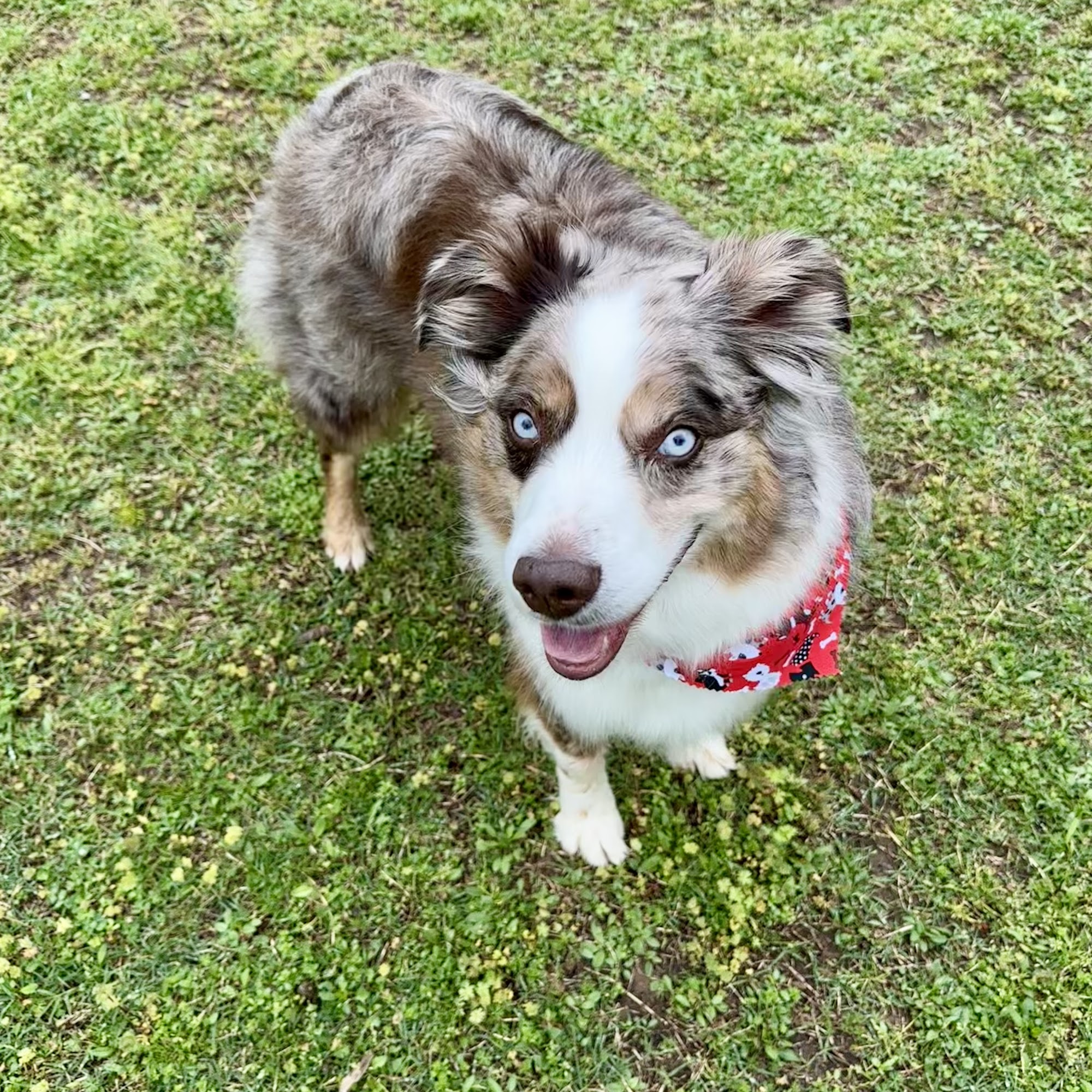 Hilltop Pet Hotel Inc Coweta