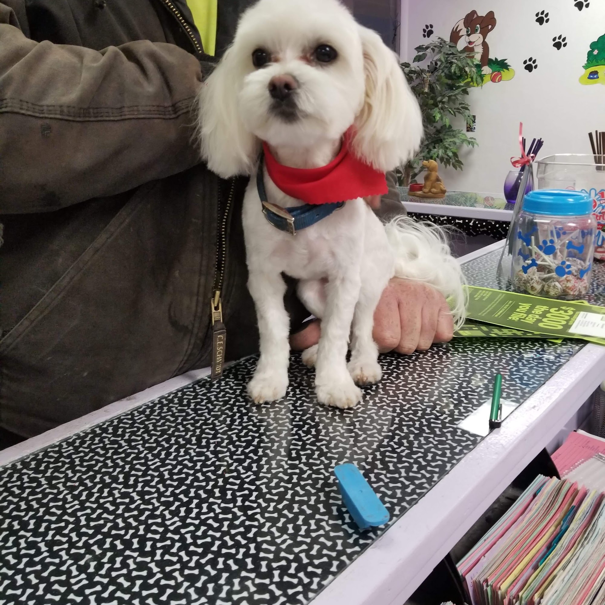 Shelly's Grooming Del City