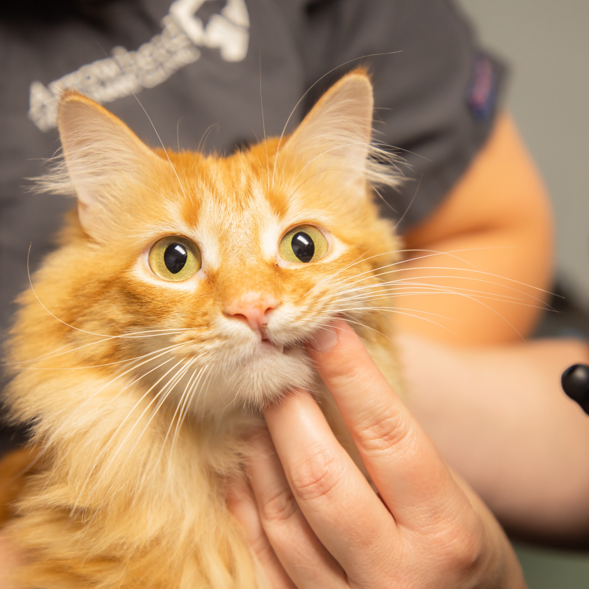 Arrowhead Veterinary Clinic Dewey