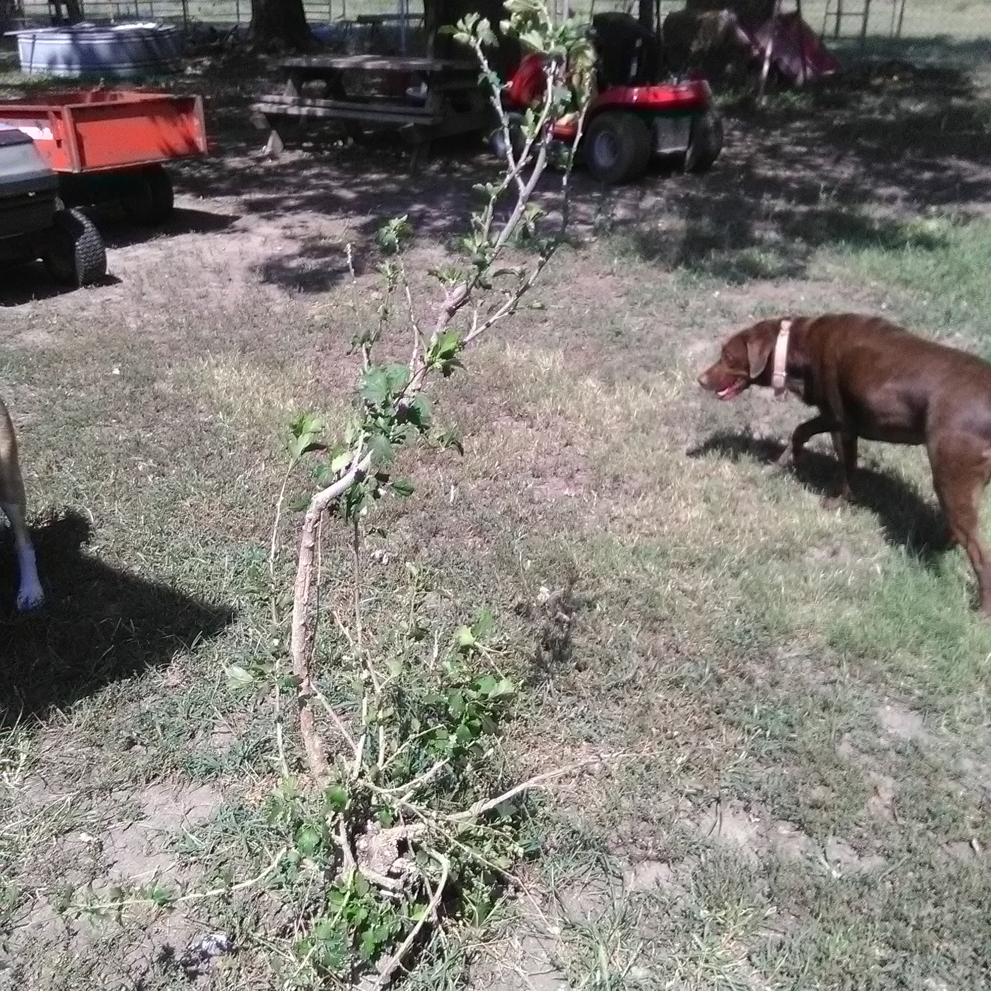 Dewey Veterinary Clinic Dewey