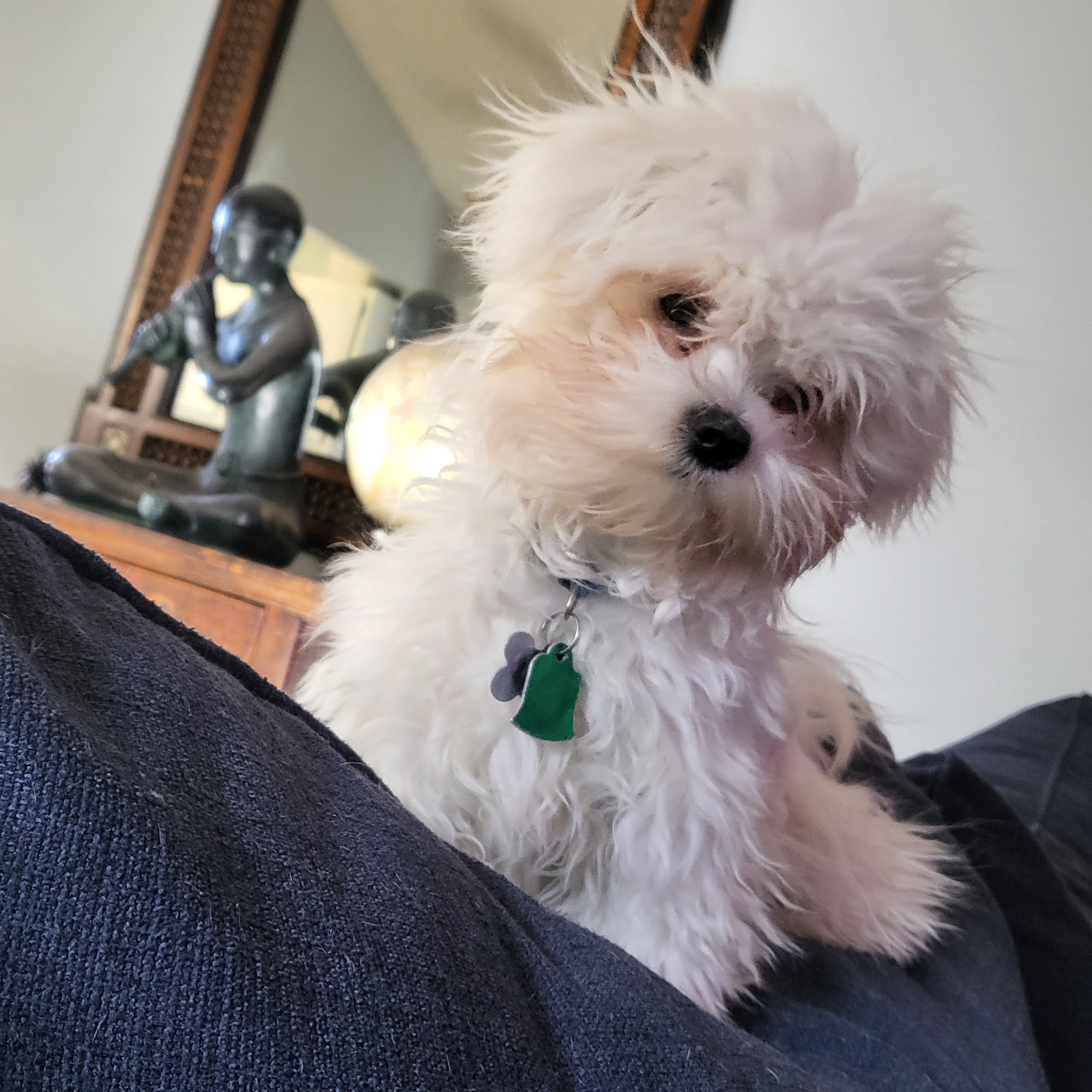 Stites Charles DVM Dewey