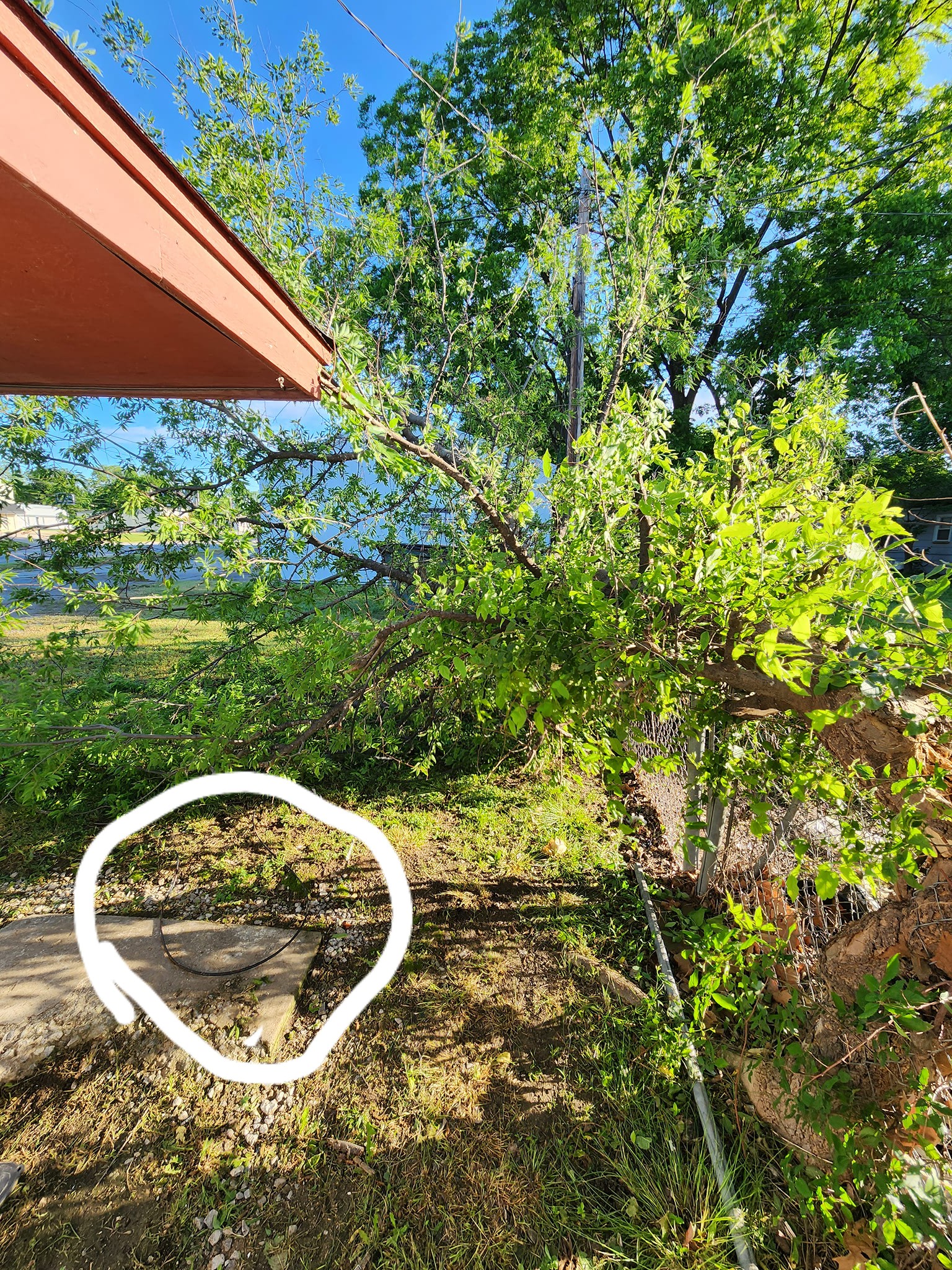 Carolyn's Dog House Dewey