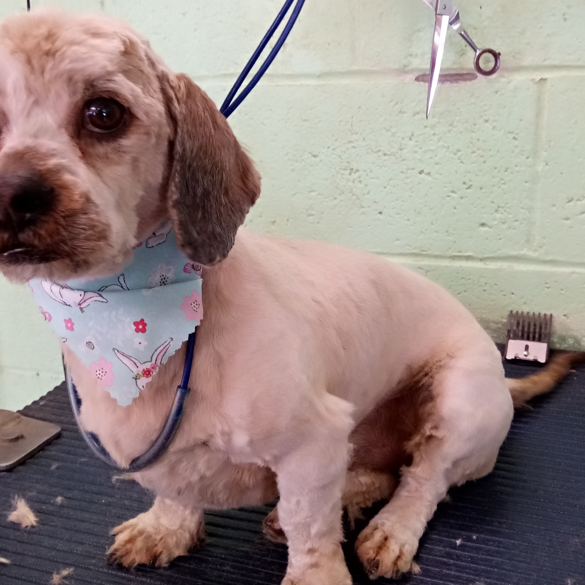 Carolyn's Dog House Dewey