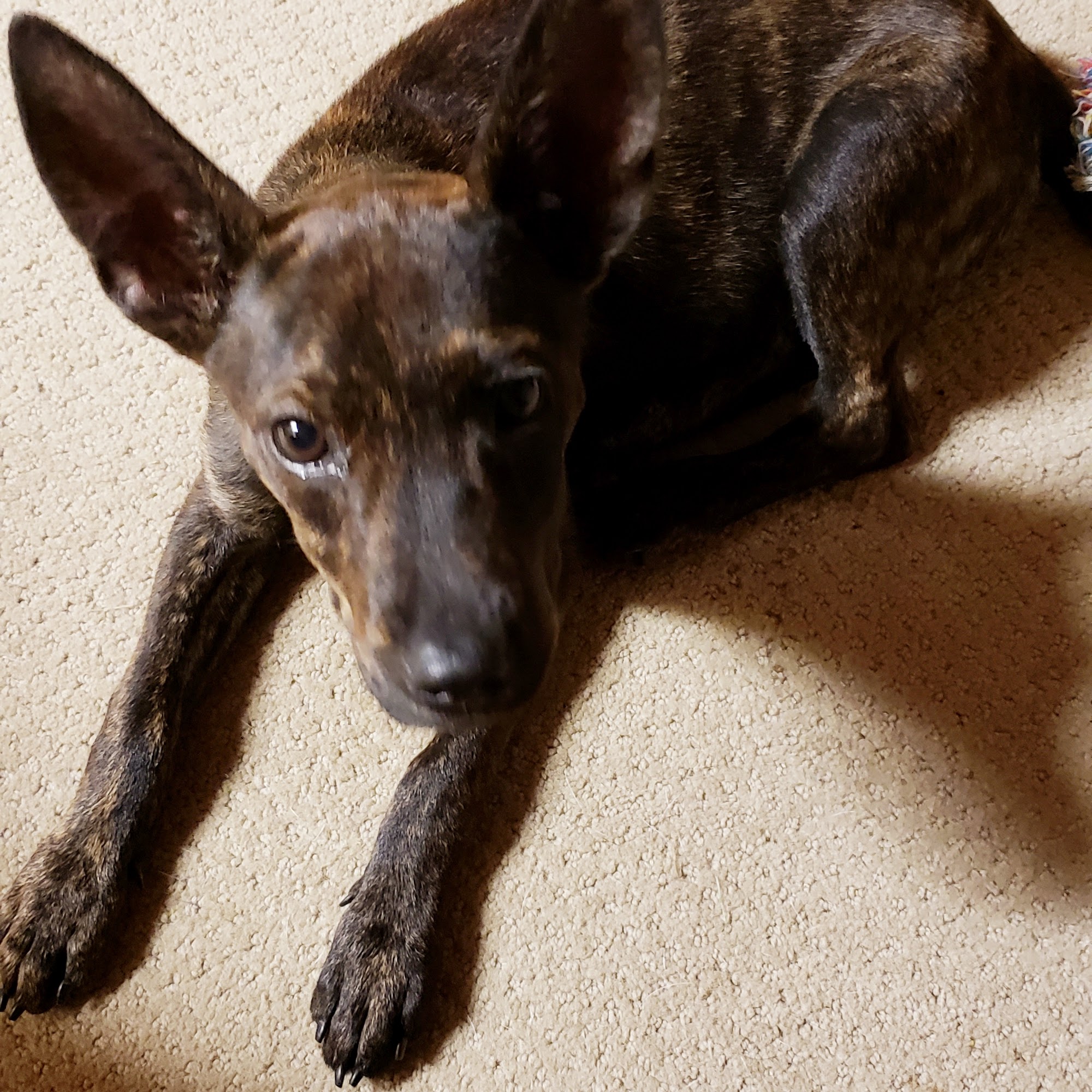 Denney Frank O DVM Drumright