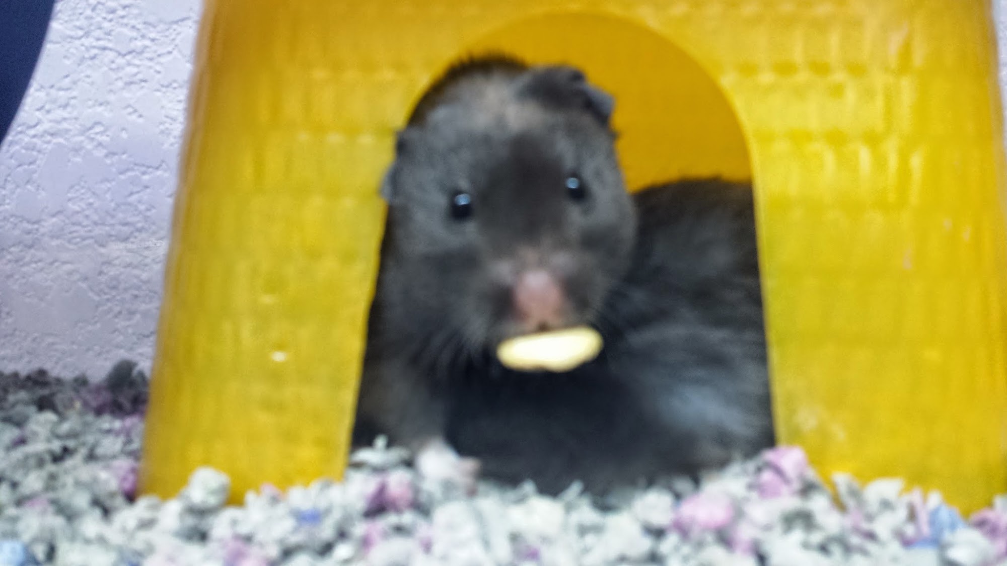 More Than Pets Duncan