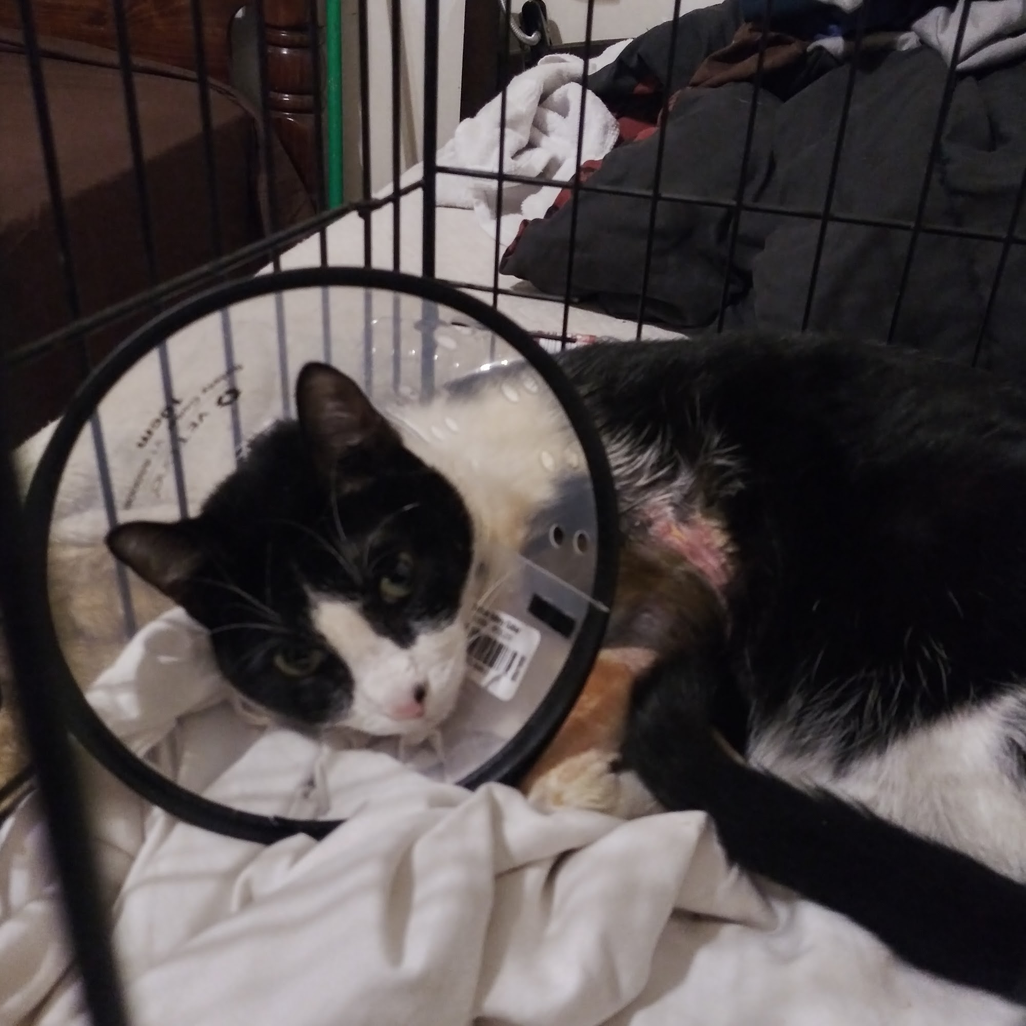 Chisholm Trail Animal Hospital, PLLC Duncan