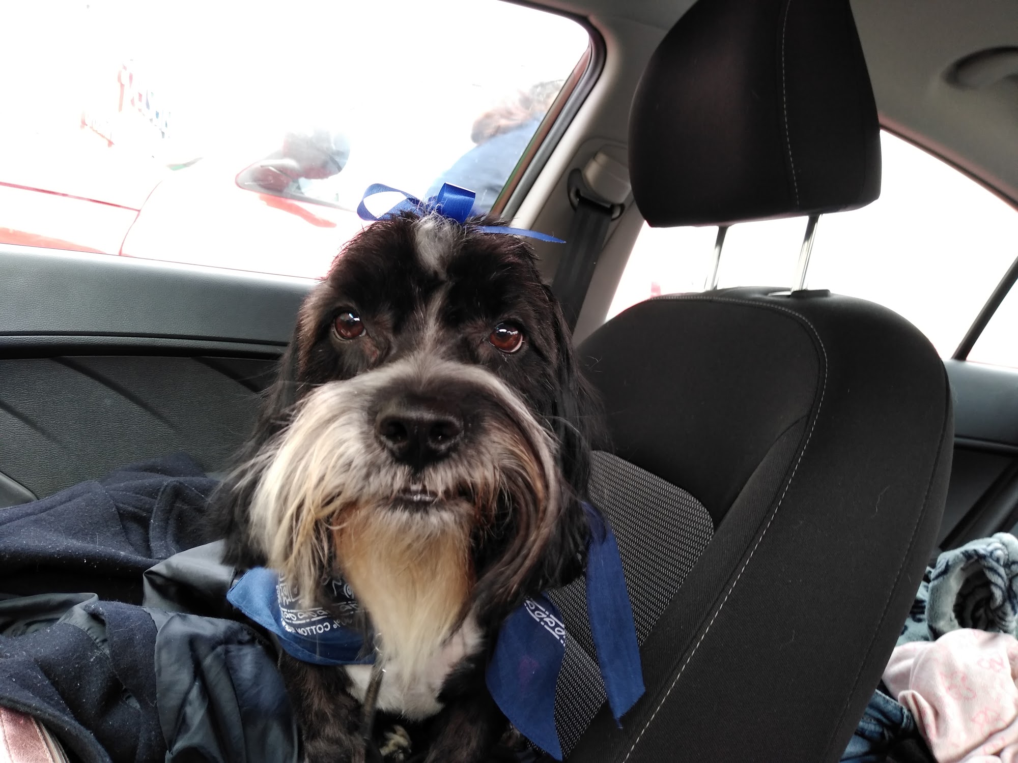 Chisholm Trail Animal Hospital, PLLC Duncan