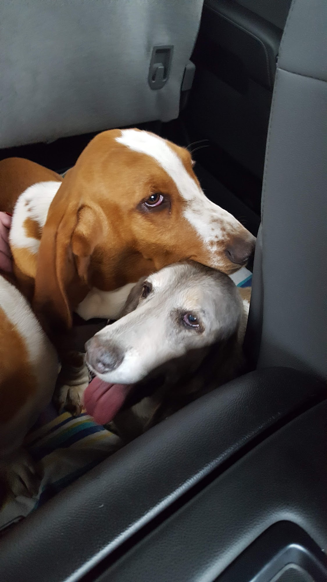 Duncan Veterinary Hospital Duncan