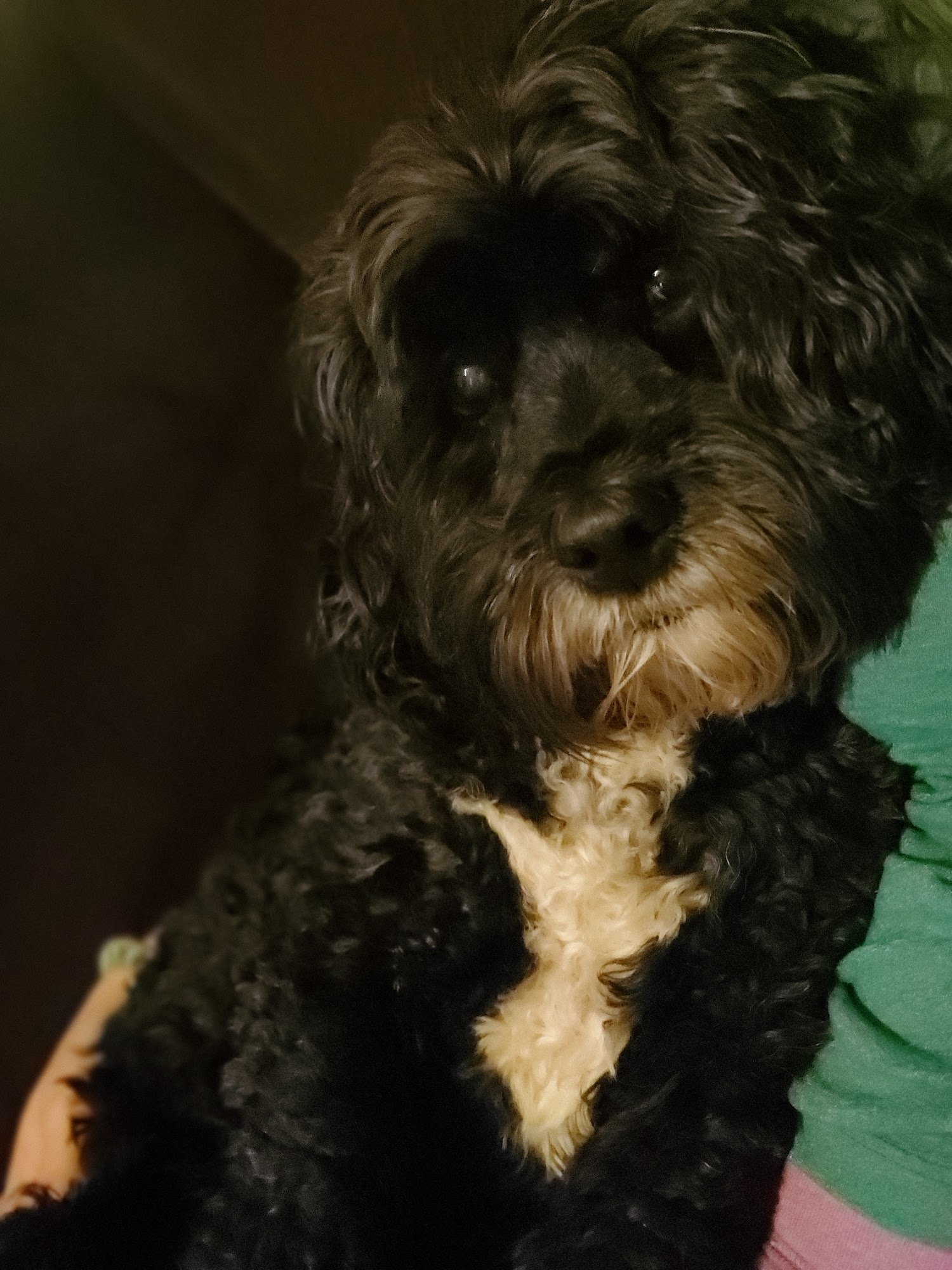 Osage Animal Hospital Duncan