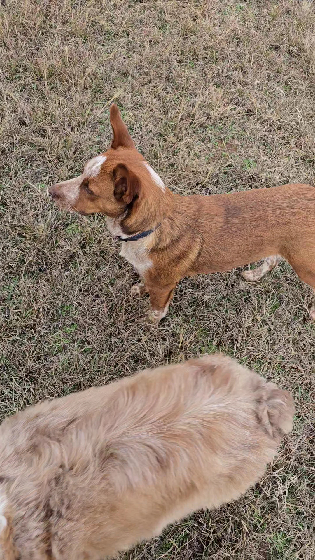 Stephens County Humane Society Duncan