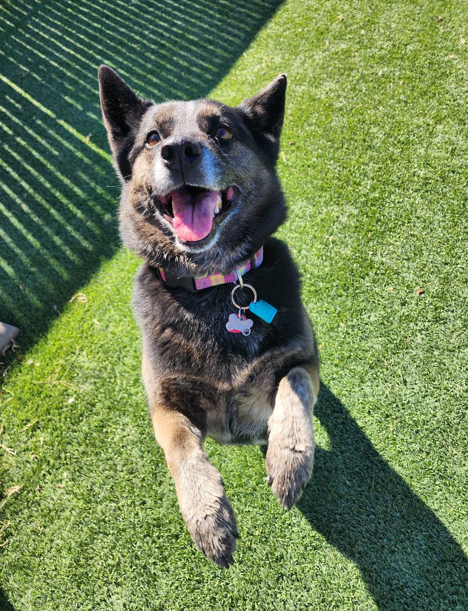 Duncan Pet Resort Duncan