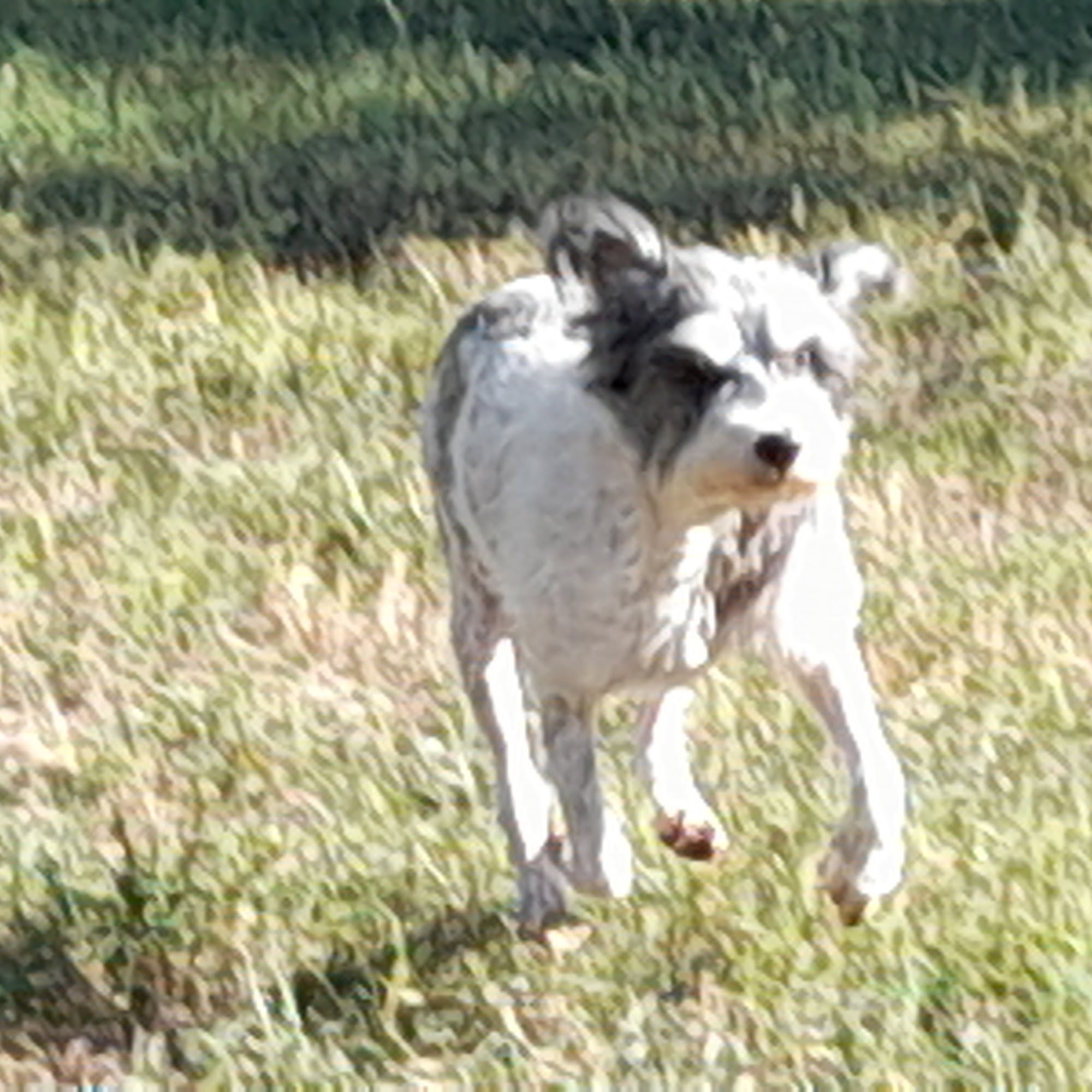 Doggie Style Grooming Salon Duncan