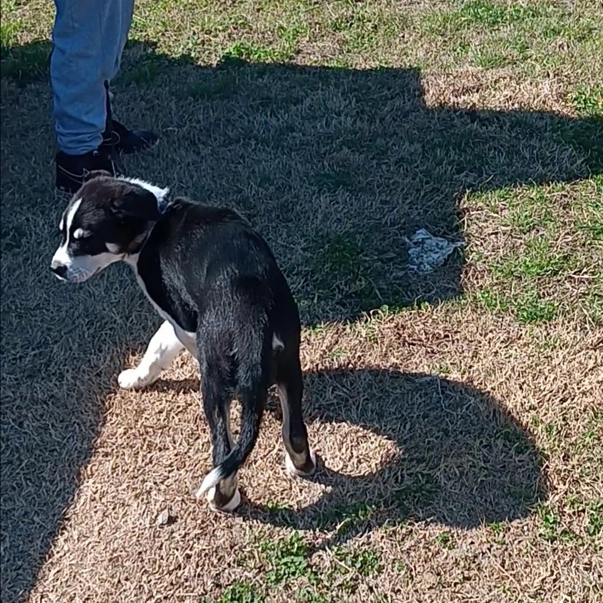 Bryan County Animal Hospital Durant