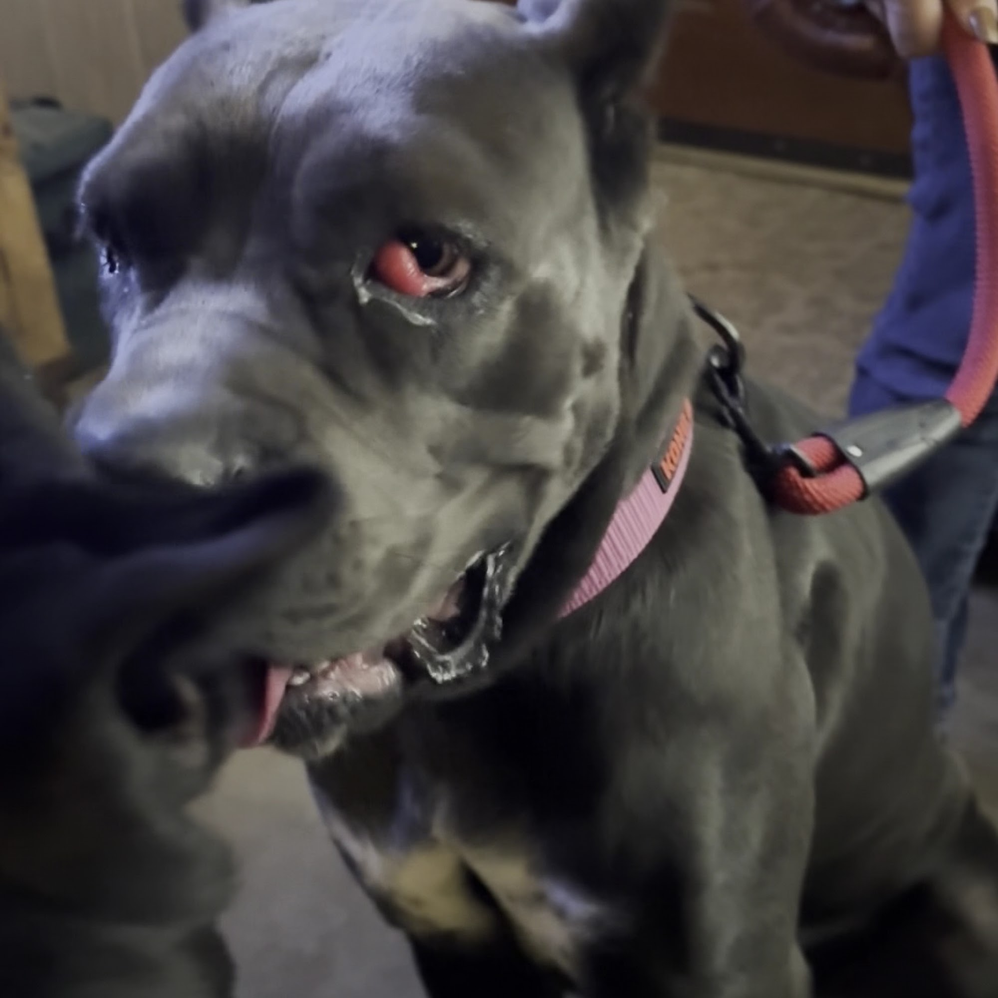 Durant Animal Hospital Durant