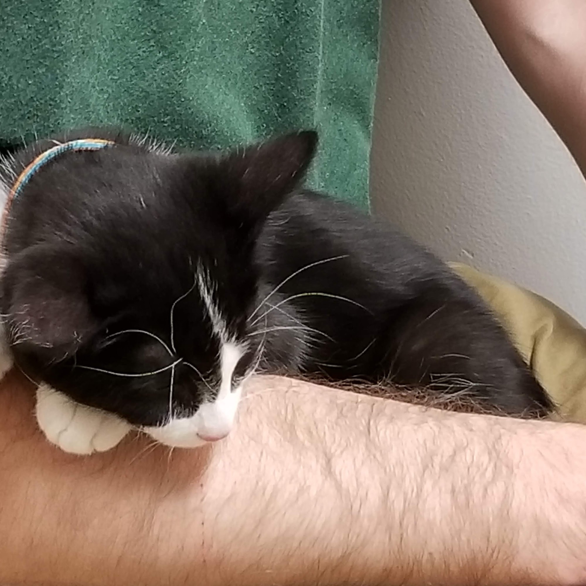 The Visiting Veterinarian Edmond