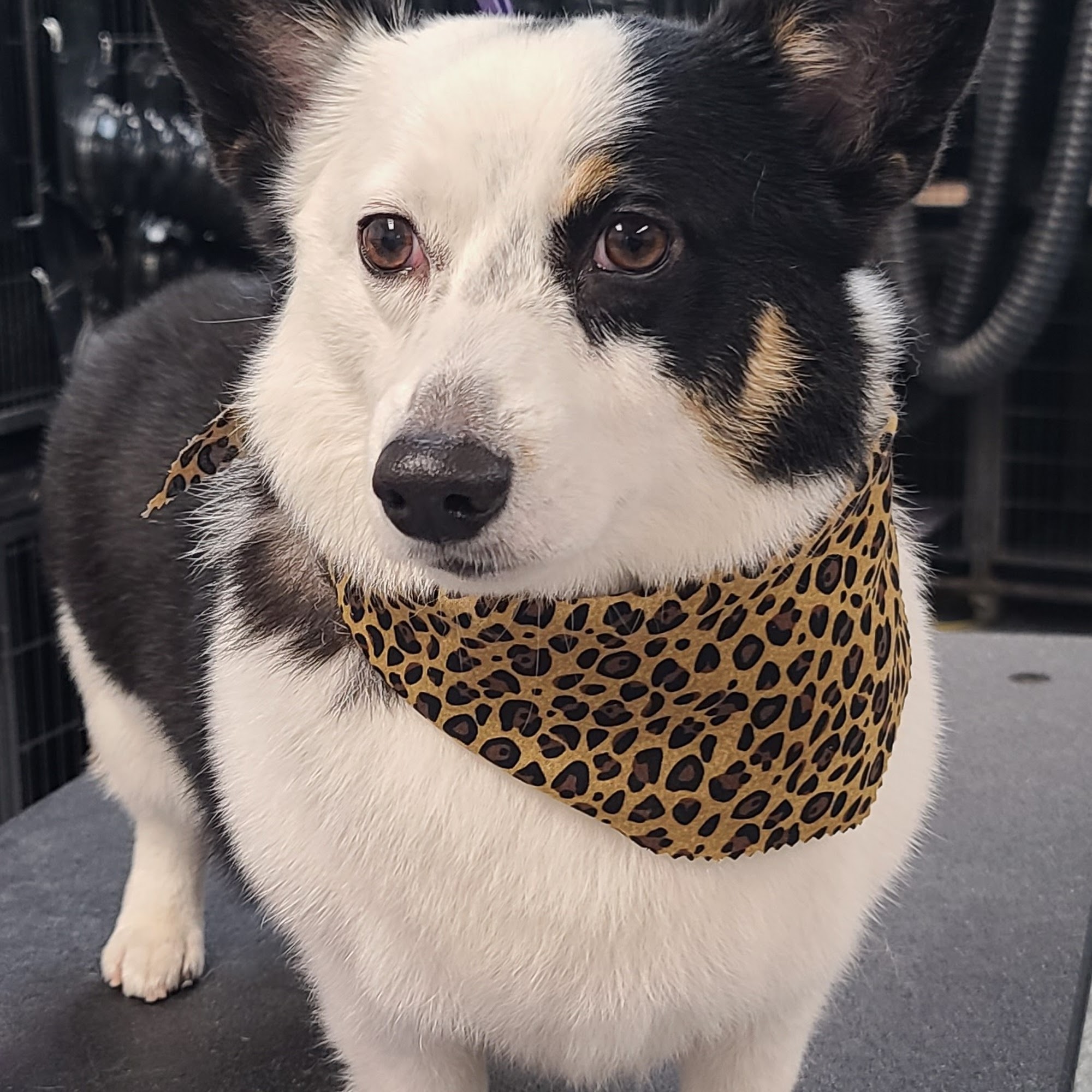 Doggy Dooz Pet Salon Edmond