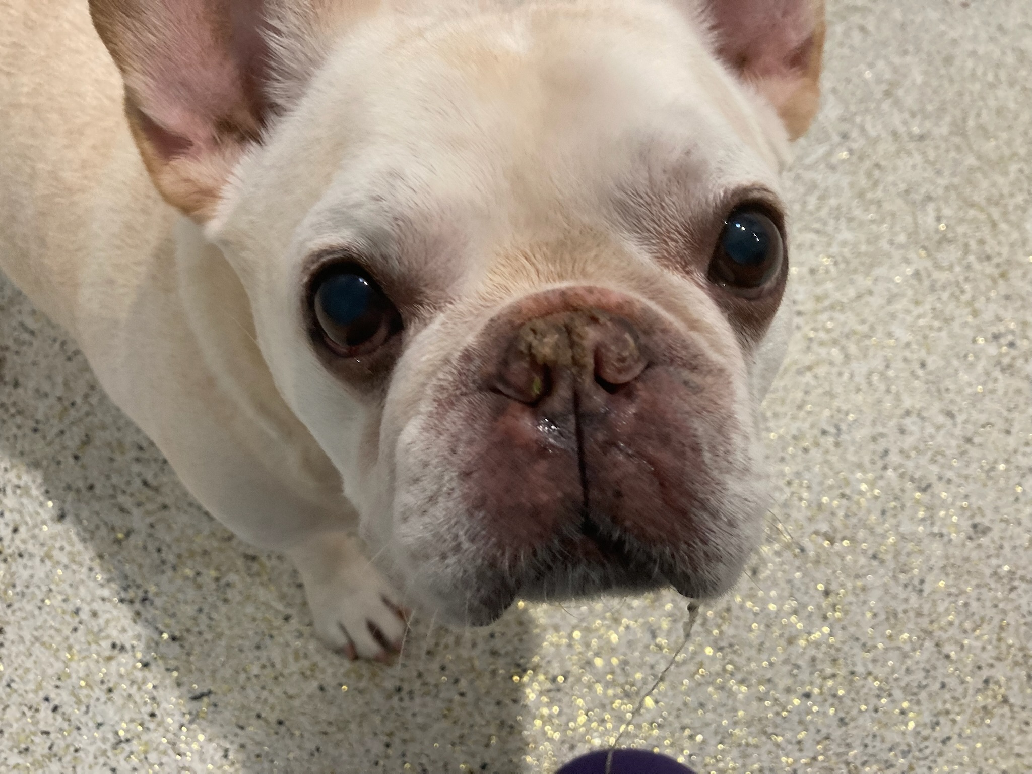Pawparazzi K9 Enrichment Resort Edmond