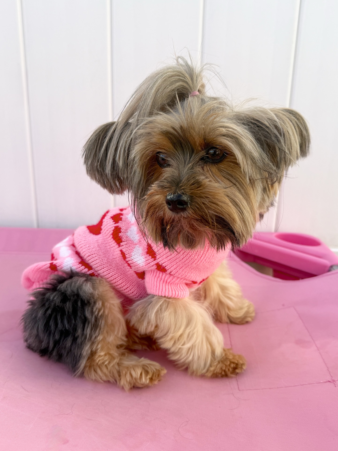 Puppy Paws Hotel & Spa Edmond