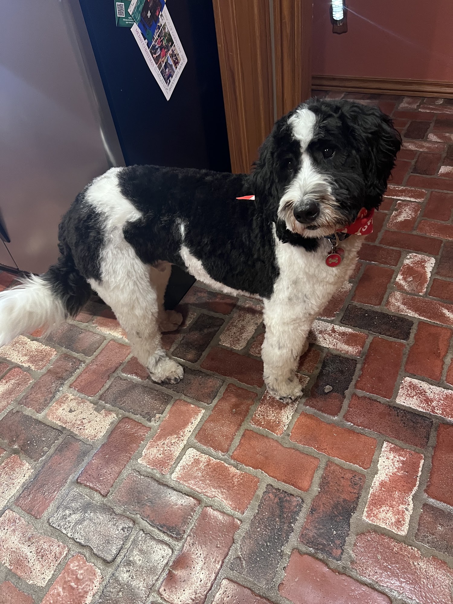 Dawns Barking Lot Edmond