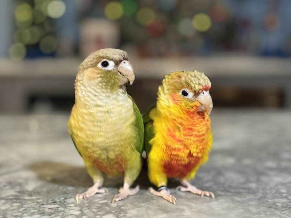 Dawns Barking Lot Edmond