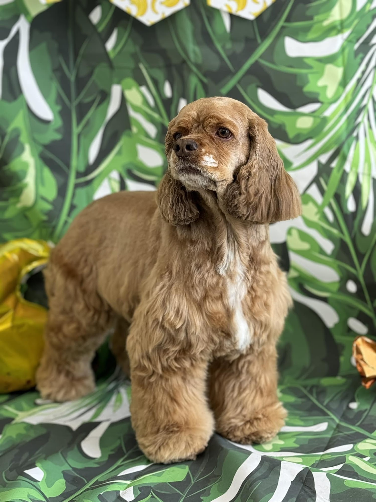 Golden Poodle Grooming Edmond