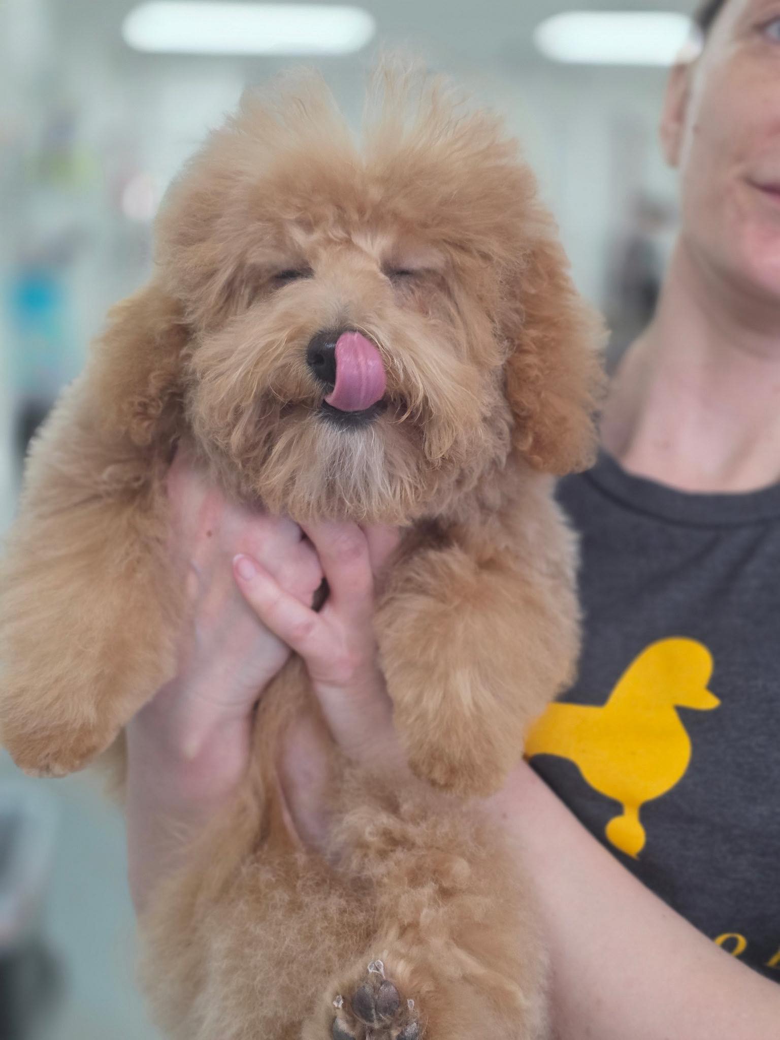 Golden Poodle Grooming Edmond