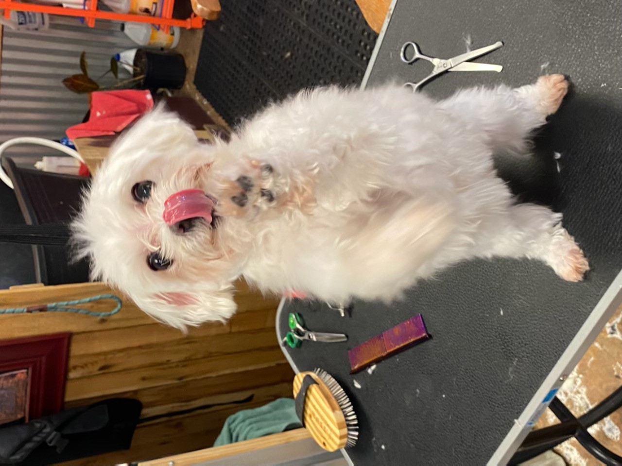 Freedom Dog Spa Edmond