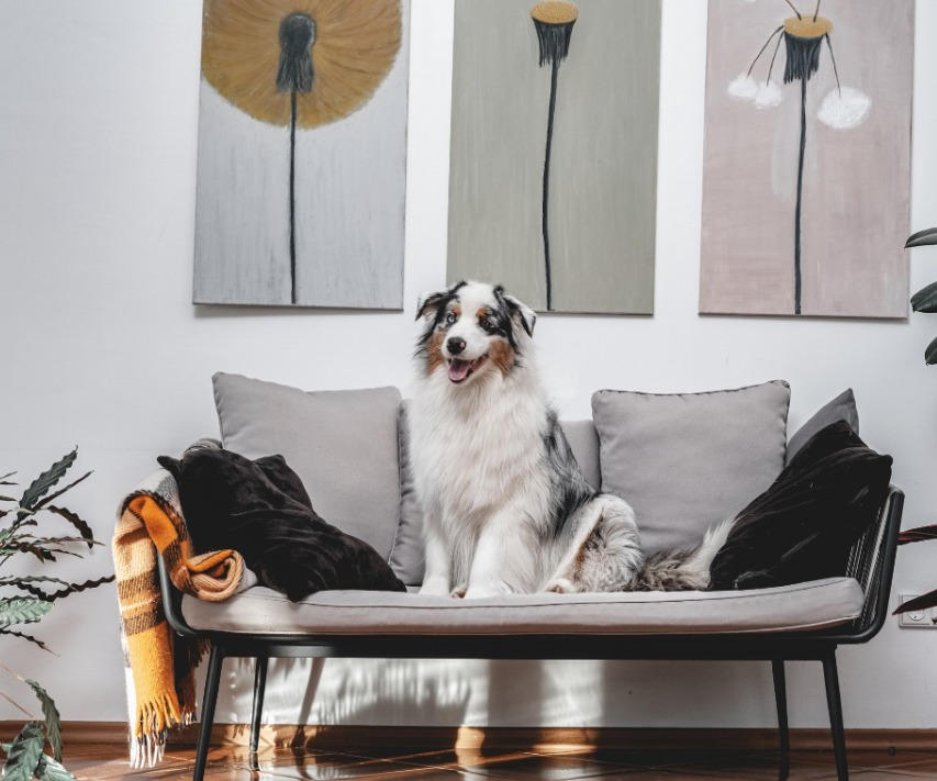 Azani Pro Dog Training Edmond