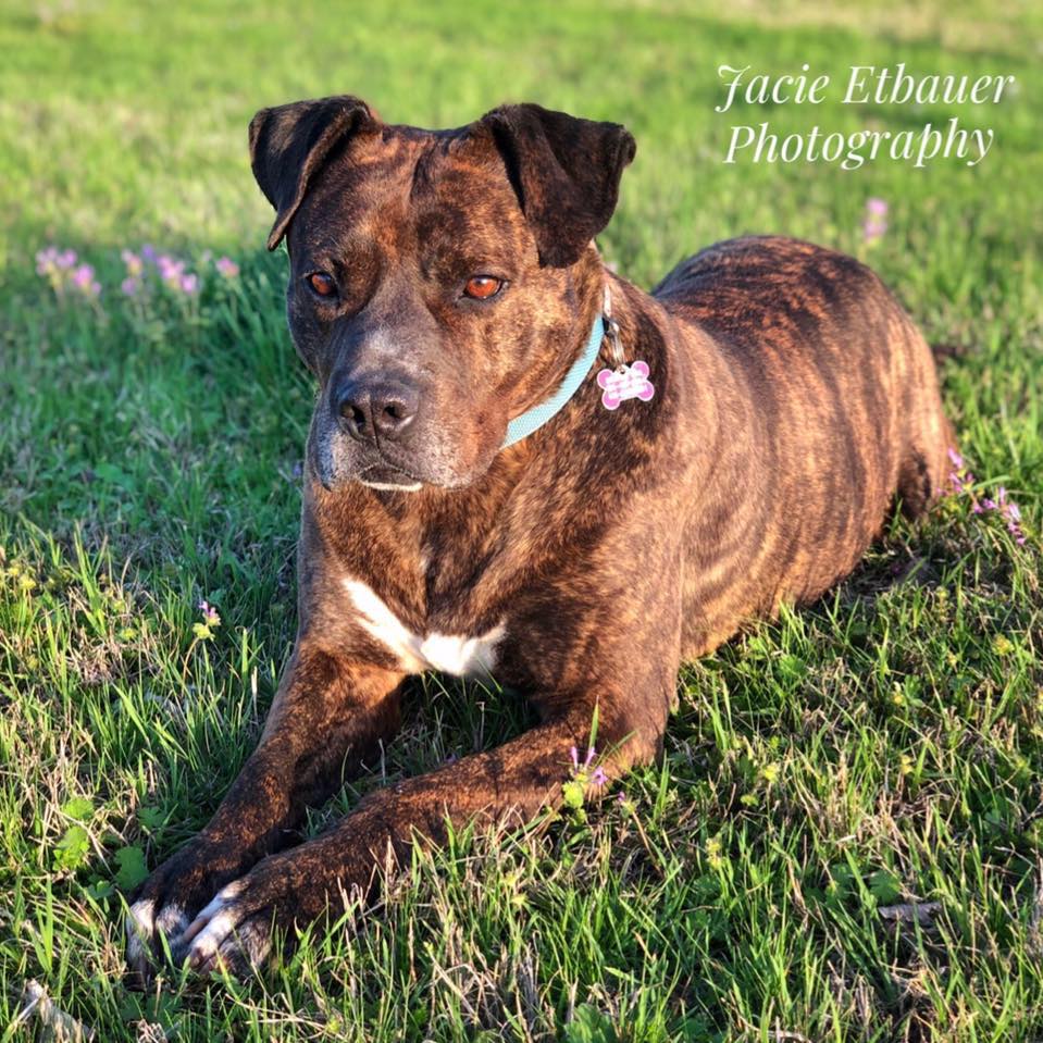 Abrams Trio Farms Edmond